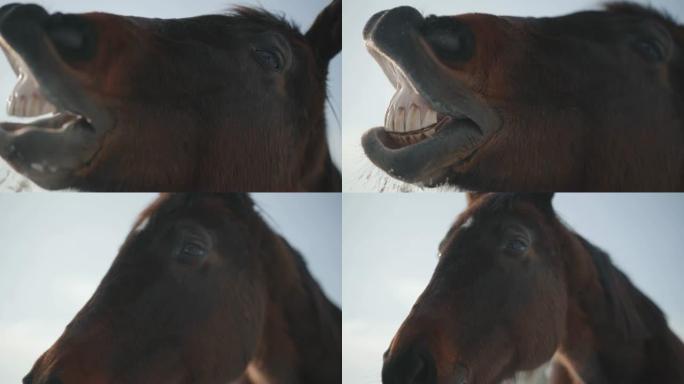 有趣的棕色马长着大齿嘶嘶作响。