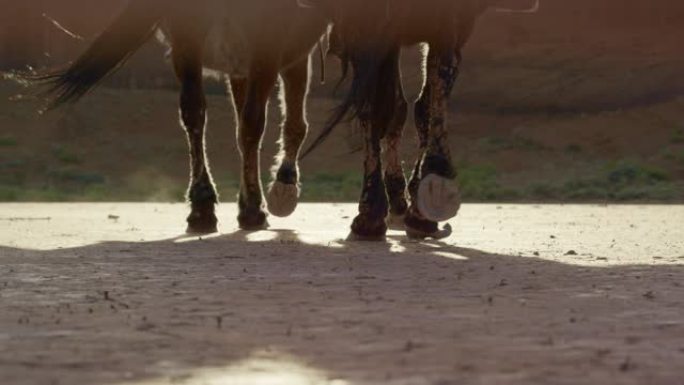 在阳光明媚的日子里，两对马的腿和蹄子在干燥的沙漠地面上行走的慢动作镜头