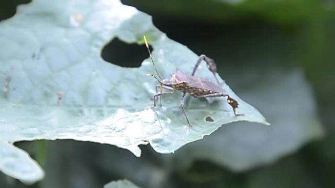 大股骨coreid bug或疟原虫