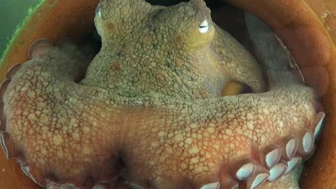 章鱼特写大型章鱼尖尖的牙齿特写实拍