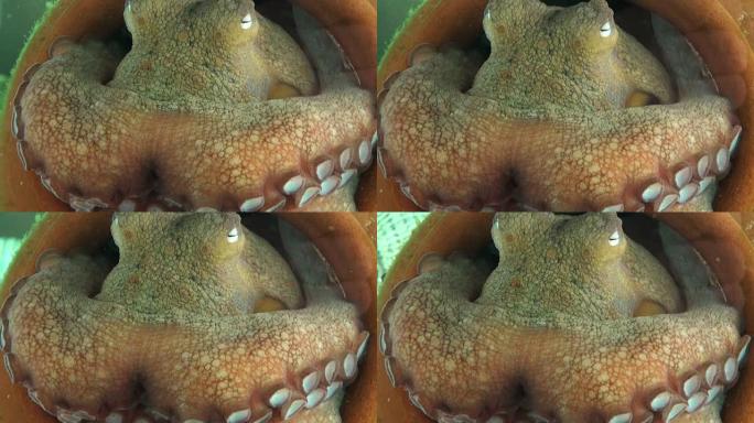 章鱼特写大型章鱼尖尖的牙齿特写实拍