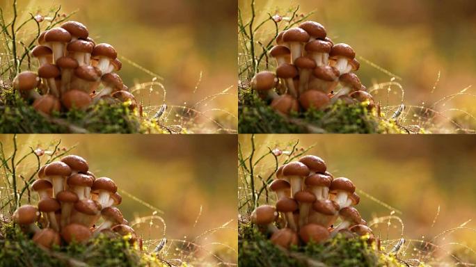 蜜环菌蜂蜜木耳蘑菇在阳光充足的森林中。