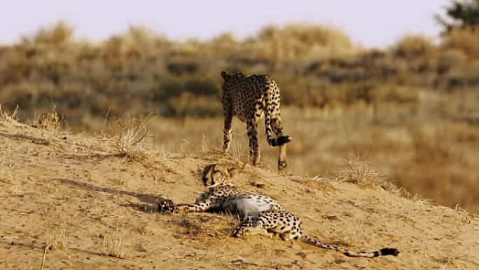 猎豹猎豹狩猎捕食野生动物生物