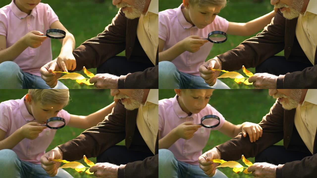 小男孩和他的祖父在公园里通过放大镜学习树叶
