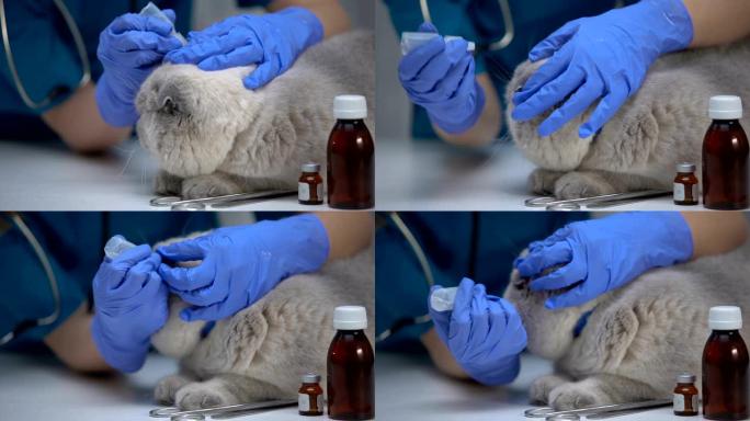 兽医在猫耳朵上滴药，壁虱的预防和治疗