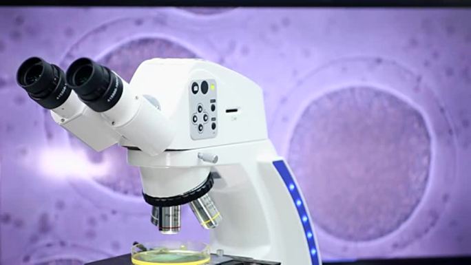 显微镜下卵子中的胚胎