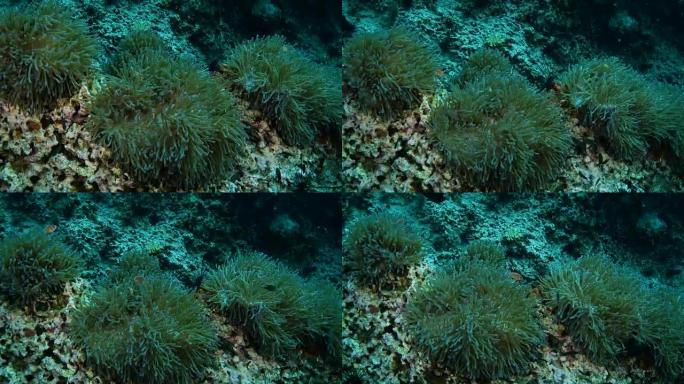 泰国Chumphon潜水地点的礁石和海洋生物
