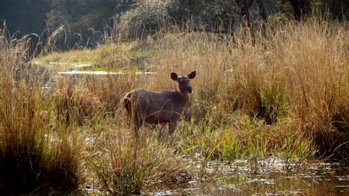 Sambar Rusa unicolor是一种大型鹿，原产于印度次大陆，华南和东南亚，被列为易危物种