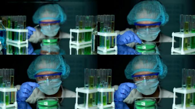 科学家分析培养皿中的绿色吸收剂粉末，肥料开发