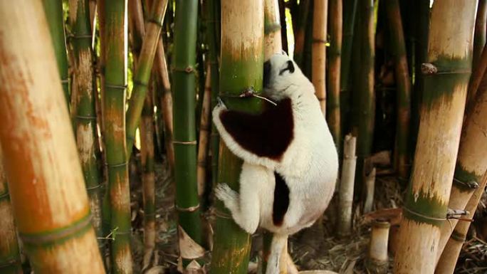 Lemur on a bamboo tree