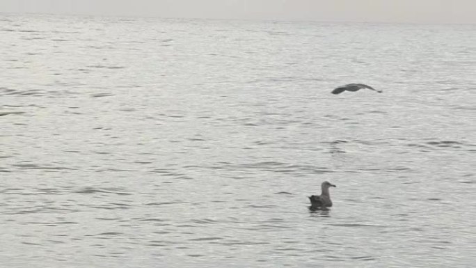 海鸥飞离相机