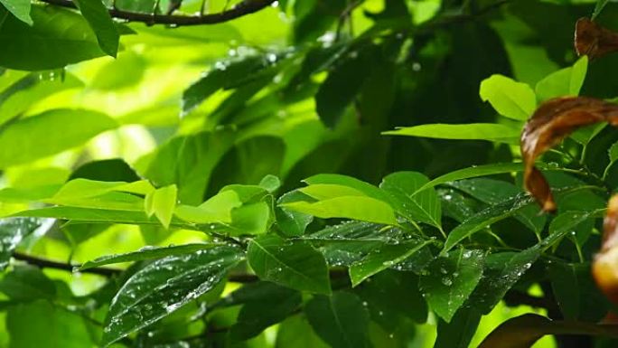 在绿色植物上下雨泰国清迈府