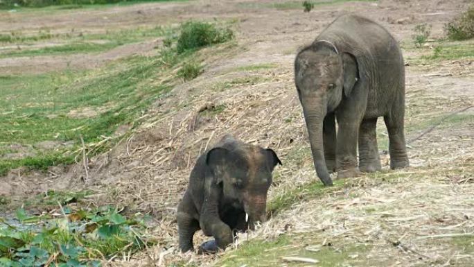 一头大象带着它的婴儿走路。