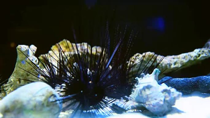海胆海胆热带海洋大海野生动物