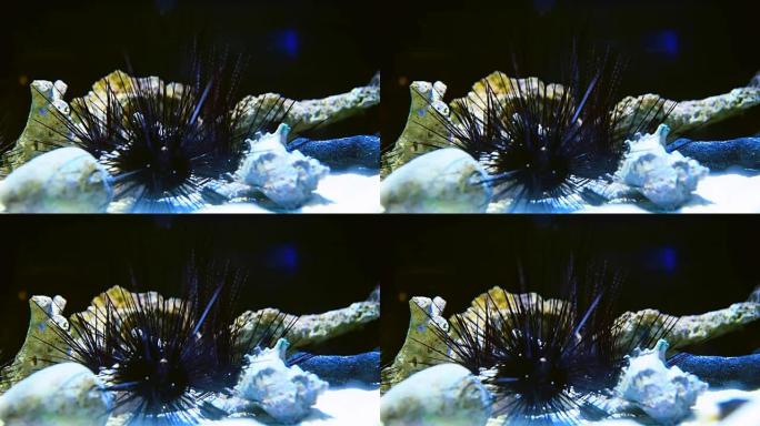 海胆海胆热带海洋大海野生动物