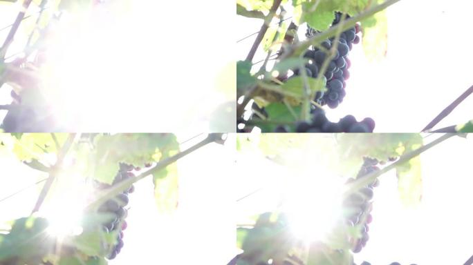 阳光照射着一束葡萄