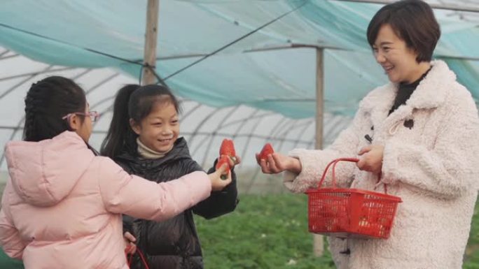 母女俩在温室里摘草莓