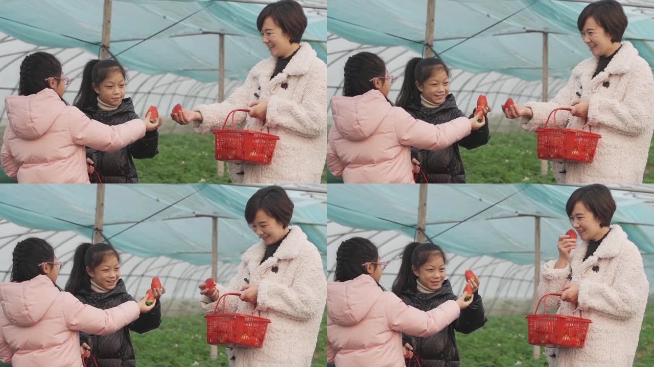 母女俩在温室里摘草莓