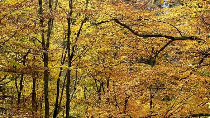 树木，德国金黄色空镜大自然