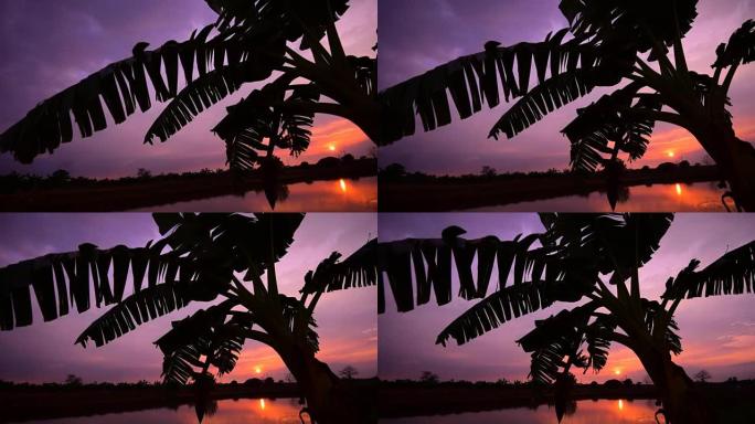 日落时黑影一棵树日落黄昏椰子树