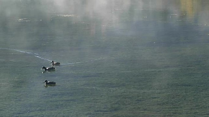 意大利多洛米蒂阿尔卑斯山兰德罗湖的鸭子