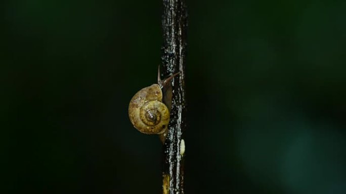 在雨林的树枝上行走的蜗牛。