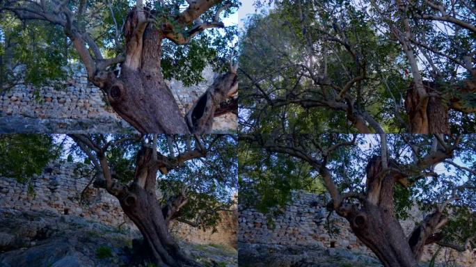 西班牙中世纪城堡境内的一棵大老树