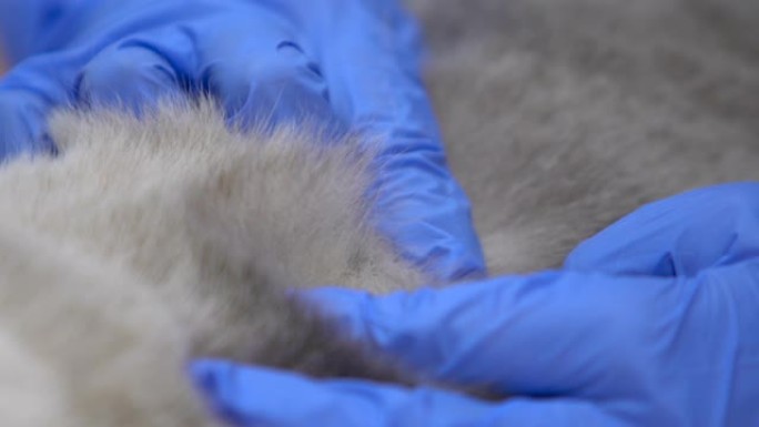 戴着手套的手检查厚厚的动物毛皮是否有螨虫跳蚤，低过敏性宠物品种