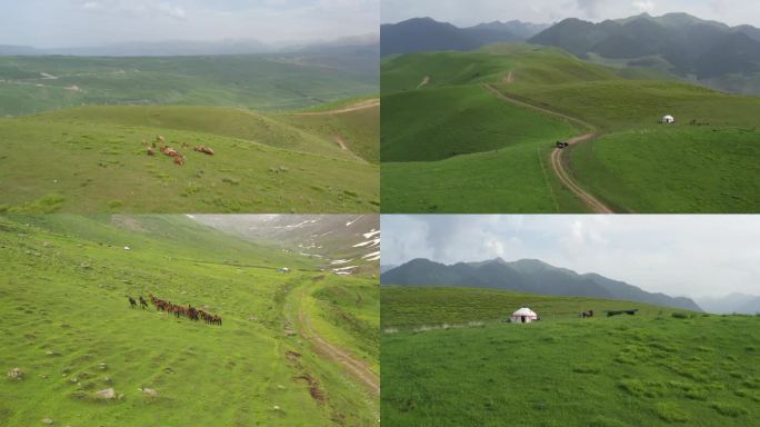 草原山坡牛羊旅拍宣传片高清航拍