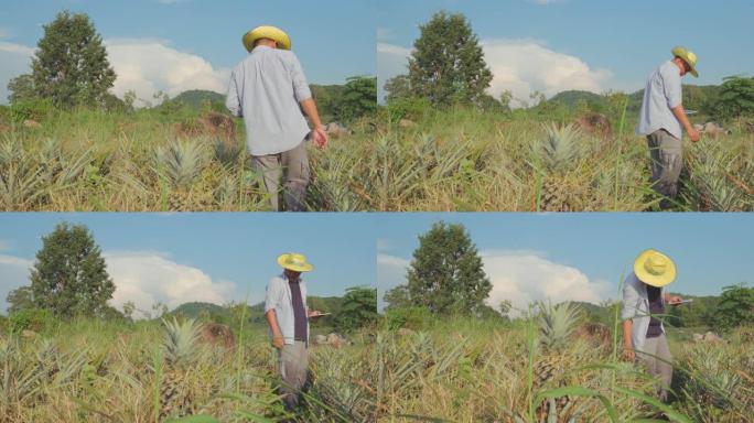 4K:农民使用数码片在菠萝田进行质量检测