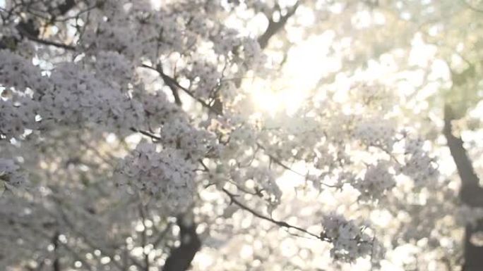 透过花朵的光束逆光花枝树枝光芒阳光花朵花