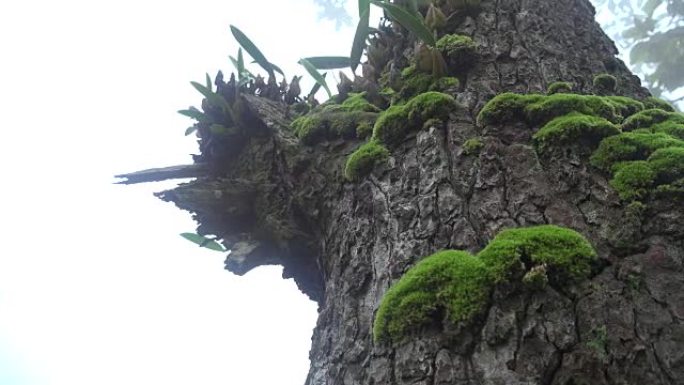 树上的兰花大大树树皮苔藓