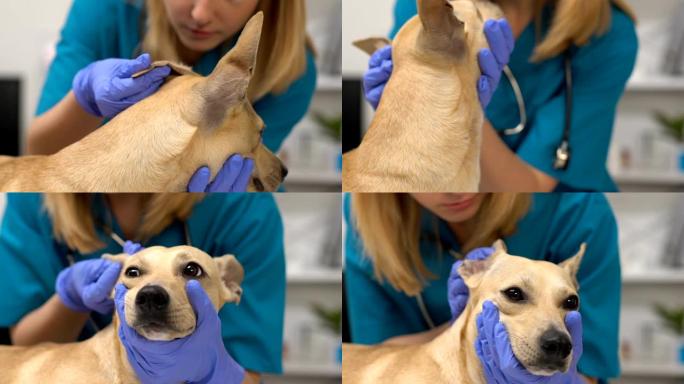 经验丰富的医生检查狗耳朵，感染治疗，宠物护理，分析