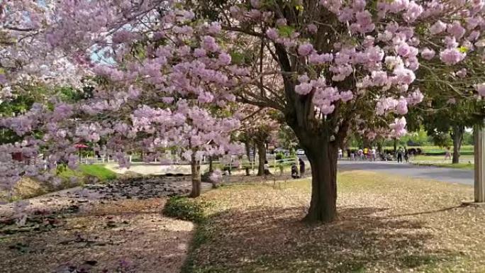 泰国Nakornpathom Kamphangsean的粉红色小号树Tabebuia rosea b