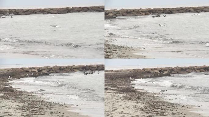 海鸥在海滩上着陆白鹭海边湿地