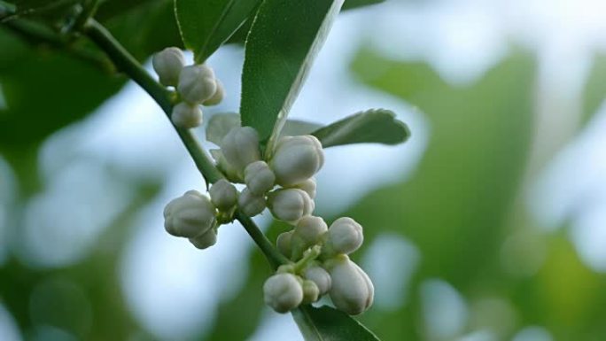 青柠花花卉青柠花瓣国外泰国植物视频素材