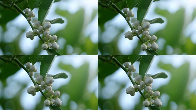 青柠花花卉青柠花瓣国外泰国植物视频素材