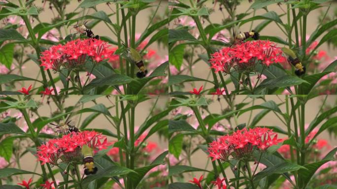 蜂鸟鹰蛾以红色花朵为食。