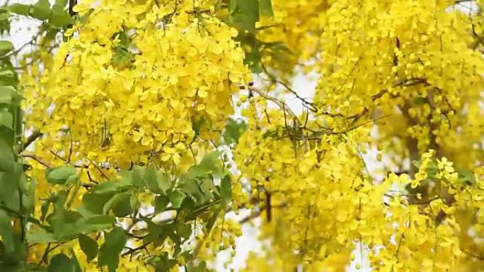 风中的金雨花 (决明子瘘管花)