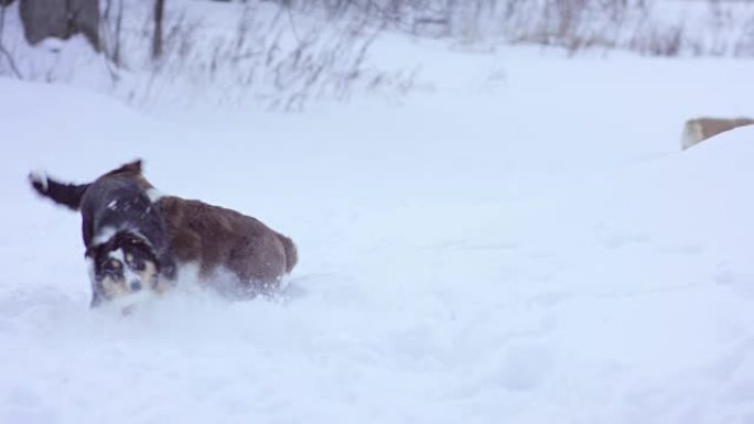 狗一起玩狗一起玩雪景