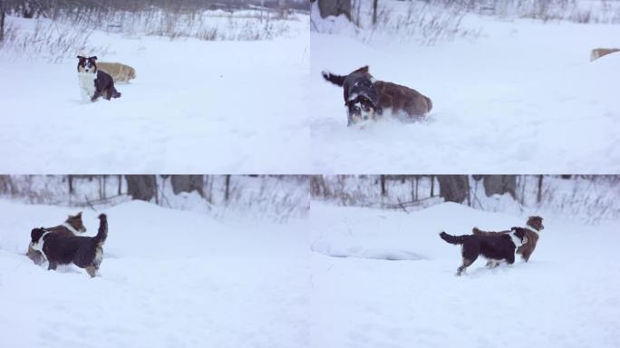 狗一起玩狗一起玩雪景