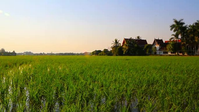 泰国清迈的绿色稻田