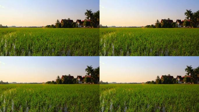 泰国清迈的绿色稻田