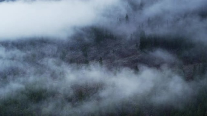 蒙大拿州库卡努萨湖上方的森林上浓雾-无人机射击