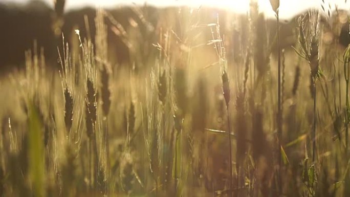 晒太阳的小麦作物，有机品种的育种，农业丰收