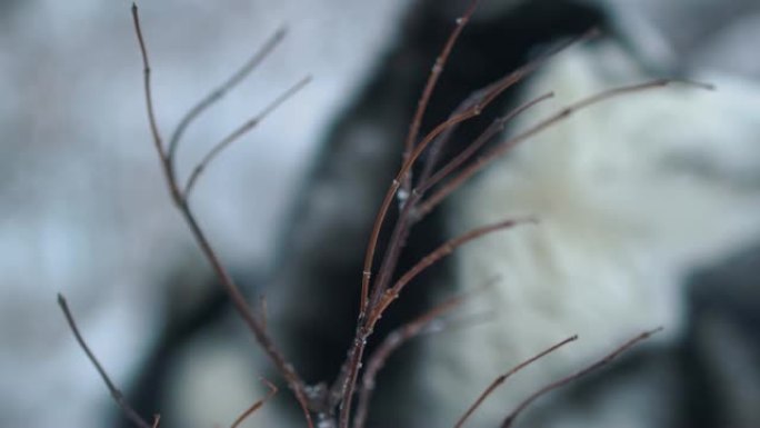 嬉戏的西伯利亚哈士奇与高高的白色毒牙咬着冬天白色模糊背景上覆盖着雪的树枝。冬天在森林里散步的狗。