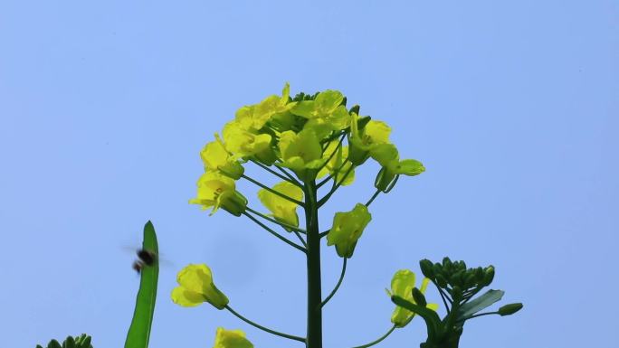 航拍油菜花田花朵特写游客游玩拍照