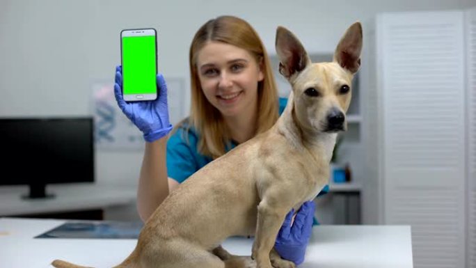 微笑动物诊所医生显示绿屏电话，在线宠物检查应用程序