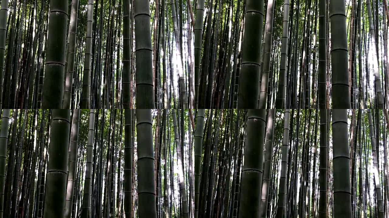 日本京都竹林