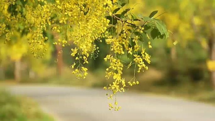 风中的金雨花 (决明子瘘管花)